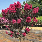 Crape Myrtle - Black Diamond Mystic Magenta Multi