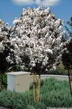 Crape Myrtle - Thunderstruck White Lightning