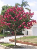 Crape Myrtle - Tonto