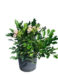Dwarf Jasmine Tree - Radermachera
