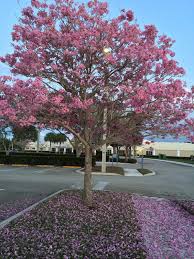 Pink Tabebuia - Pink Trumpet Tree