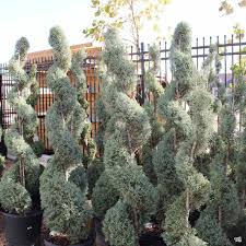 Arizona Cypress - Topiary