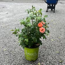 Knock Out Rose - Orange Glow