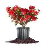 Azalea - Red Ruffle