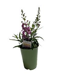 Angelonia