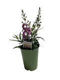 Angelonia