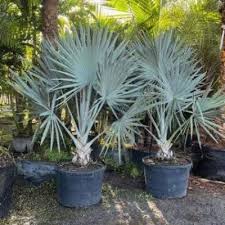 Bismarck Palm