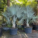 Bismarck Palm