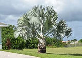 Bismarck Palm