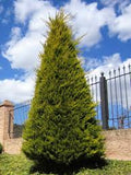 Leyland Cypress