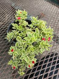 Baby Sun Rose - Dorotheanthus