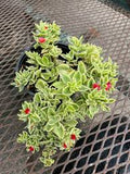 Baby Sun Rose - Dorotheanthus