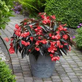 Dragon Wing Begonia