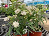 Snowy Milkweed - Native