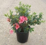 Azalea - Duc De Rohan