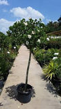 Gardenia - Miami Supreme