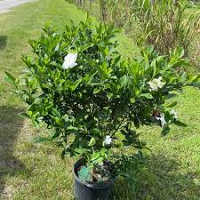 Gardenia - Miami Supreme
