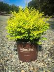 Sunshine Ligustrum