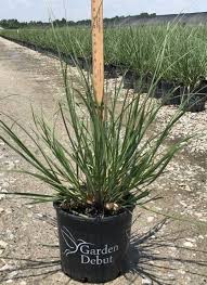 Pampas Grass