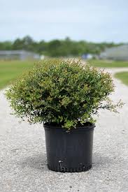 Schillings Dwarf Yaupon Holly