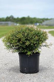 Schillings Dwarf Yaupon Holly