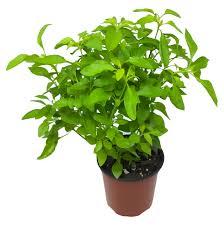 Alternanthera - True Yellow
