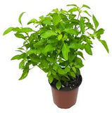 Alternanthera - True Yellow