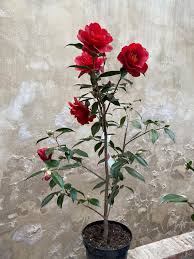 Camellia - Royal Velvet