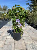 Blue Sky Vine