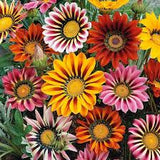Gazania