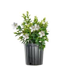 Azalea - GG Gerbing