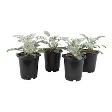 Dusty Miller