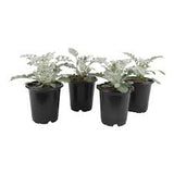 Dusty Miller