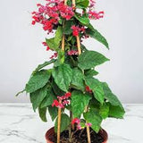 Bleeding Heart Vine