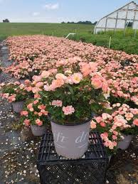 Drift Rose - Peach