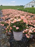 Drift Rose - Peach