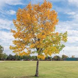Drake Elm