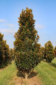 Magnolia Grandiflora - Alta