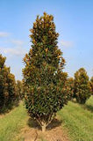 Magnolia Grandiflora - Alta
