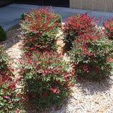 Nandina - Dwarf Compacta