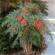 Nandina - Heavenly Bamboo