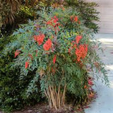 Nandina - Heavenly Bamboo