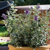 Buddleia - Blue Heaven