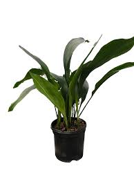 Aspidistra - Cast Iron