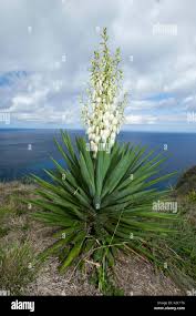 Yucca - Spanish Bayonet