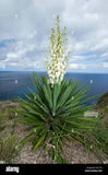 Yucca - Spanish Bayonet