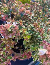 Abelia Daydream