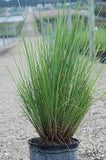 Fakahatchee Grass