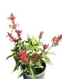 Firespike