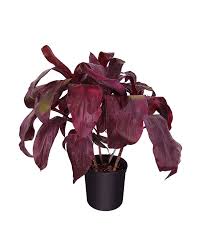 Cordyline - Dr Brown
